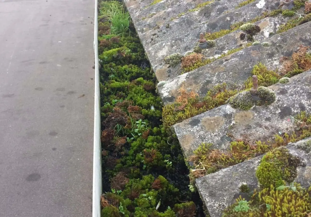 gutter with moss